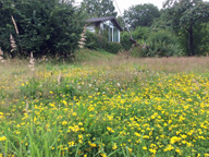 Naturbelassener Garten mit vielen Insekten